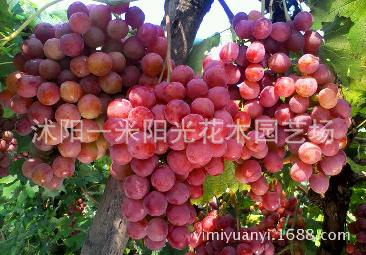 红提红果2