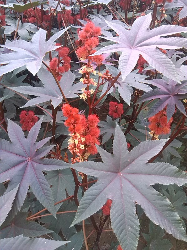 花卉种子批发红蓖麻园林植物观赏蓖麻红色花草种子批发零售