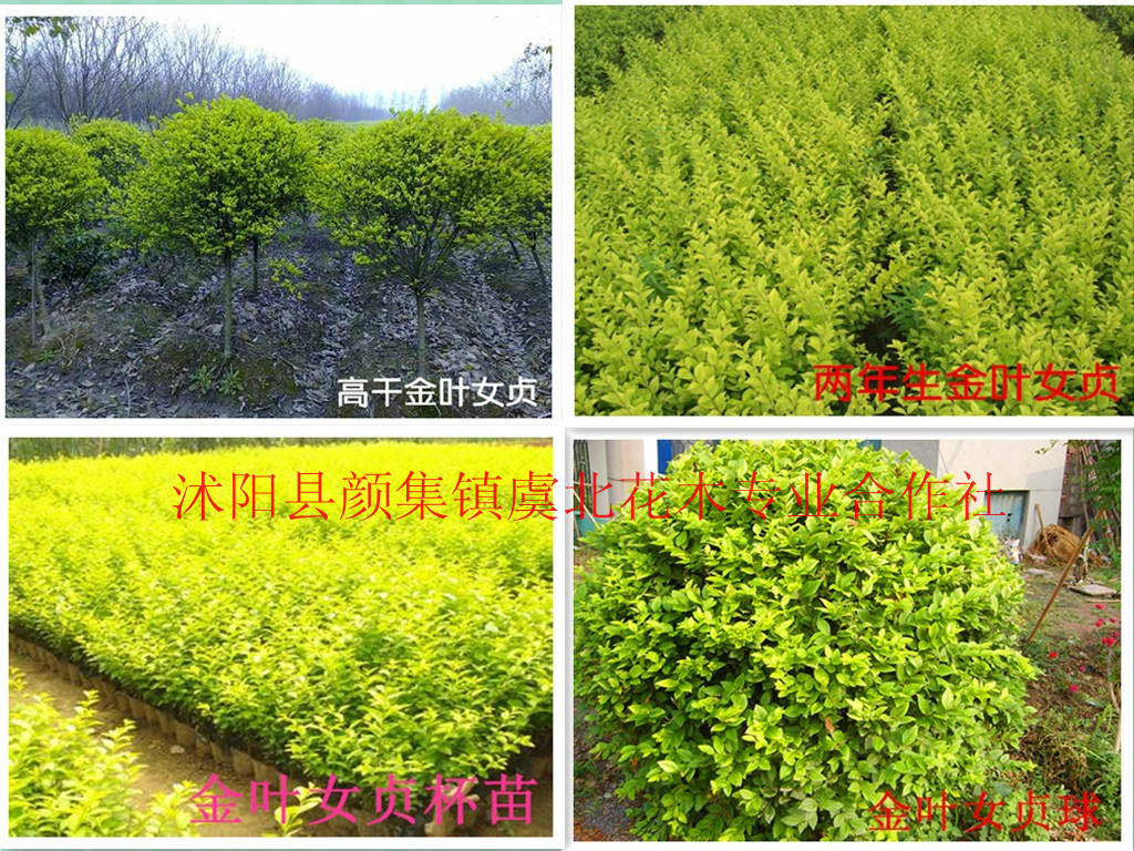 供应金边黄杨 金叶瓜子黄杨 玉边黄杨 雀舌黄杨 绿化苗木