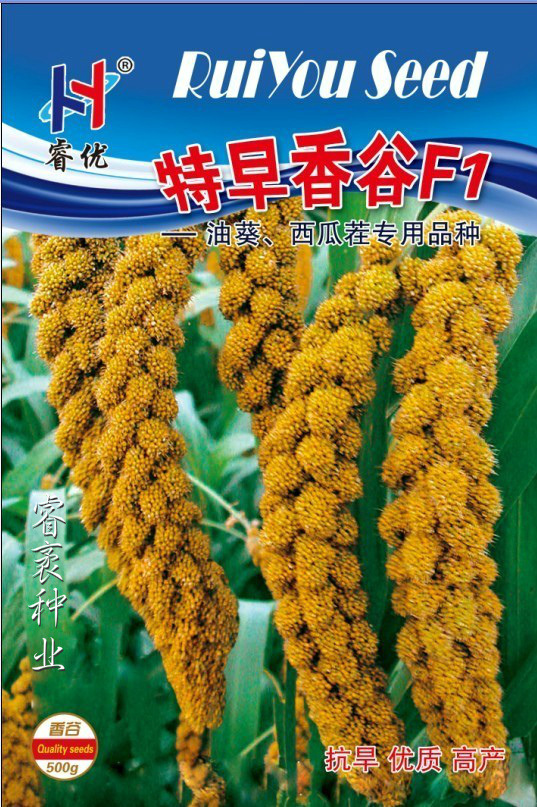 特早香谷F1-谷子种子(正)