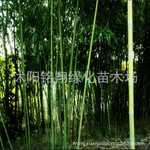 专业批发北方耐寒竹子 耐旱竹子 青皮竹(图)