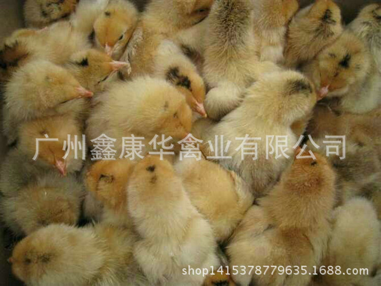 ***供应土二母鸡 品种***土二鸡苗 大量土二公鸡苗母鸡批发
