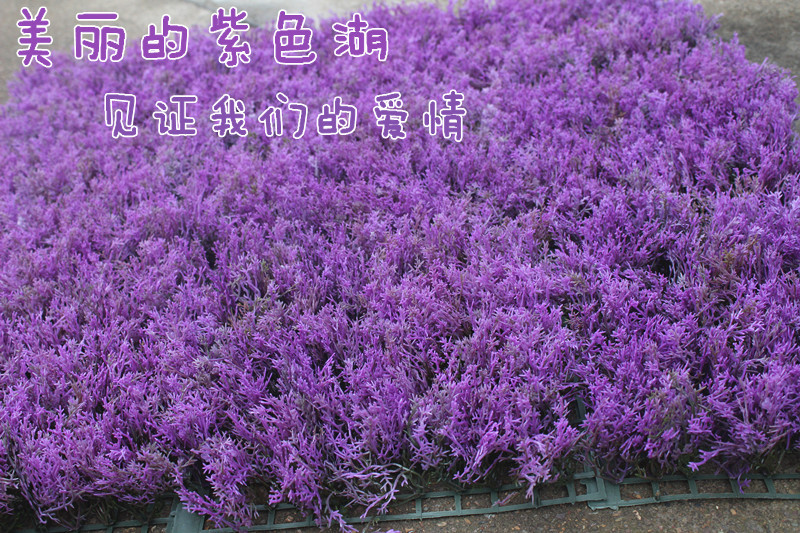 义乌厂家直销薰衣草草坪塑料草坪草球仿真草坪仿真薰衣草