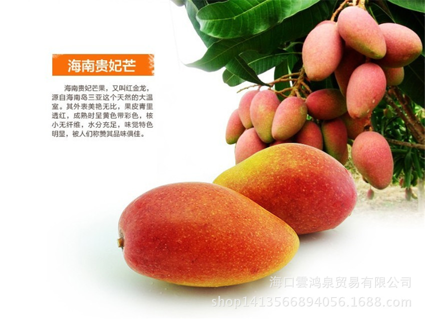 供应特价海南新鲜水果芒果贵妃芒贵妇红金龙树上熟