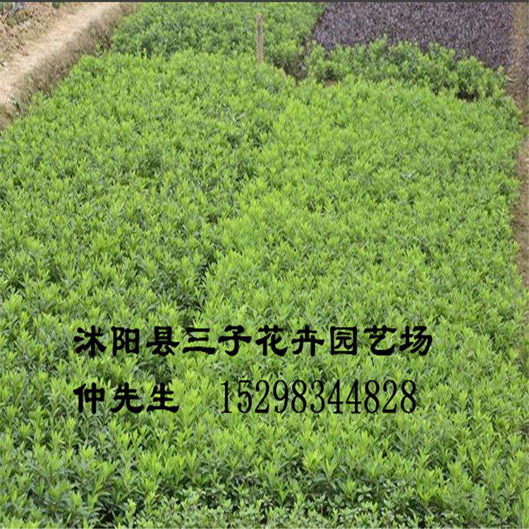 常绿灌木丛夹竹桃 丛生夹竹桃树苗 道路绿化苗木夹竹桃价格便宜