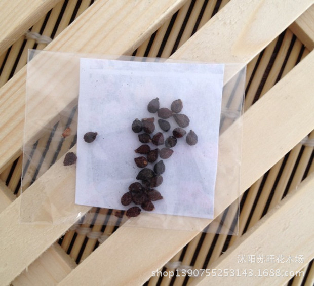 蝴蝶兰 台湾蝴蝶兰种子 蝴蝶兰种子 当年开花盆栽蝴蝶兰种子
