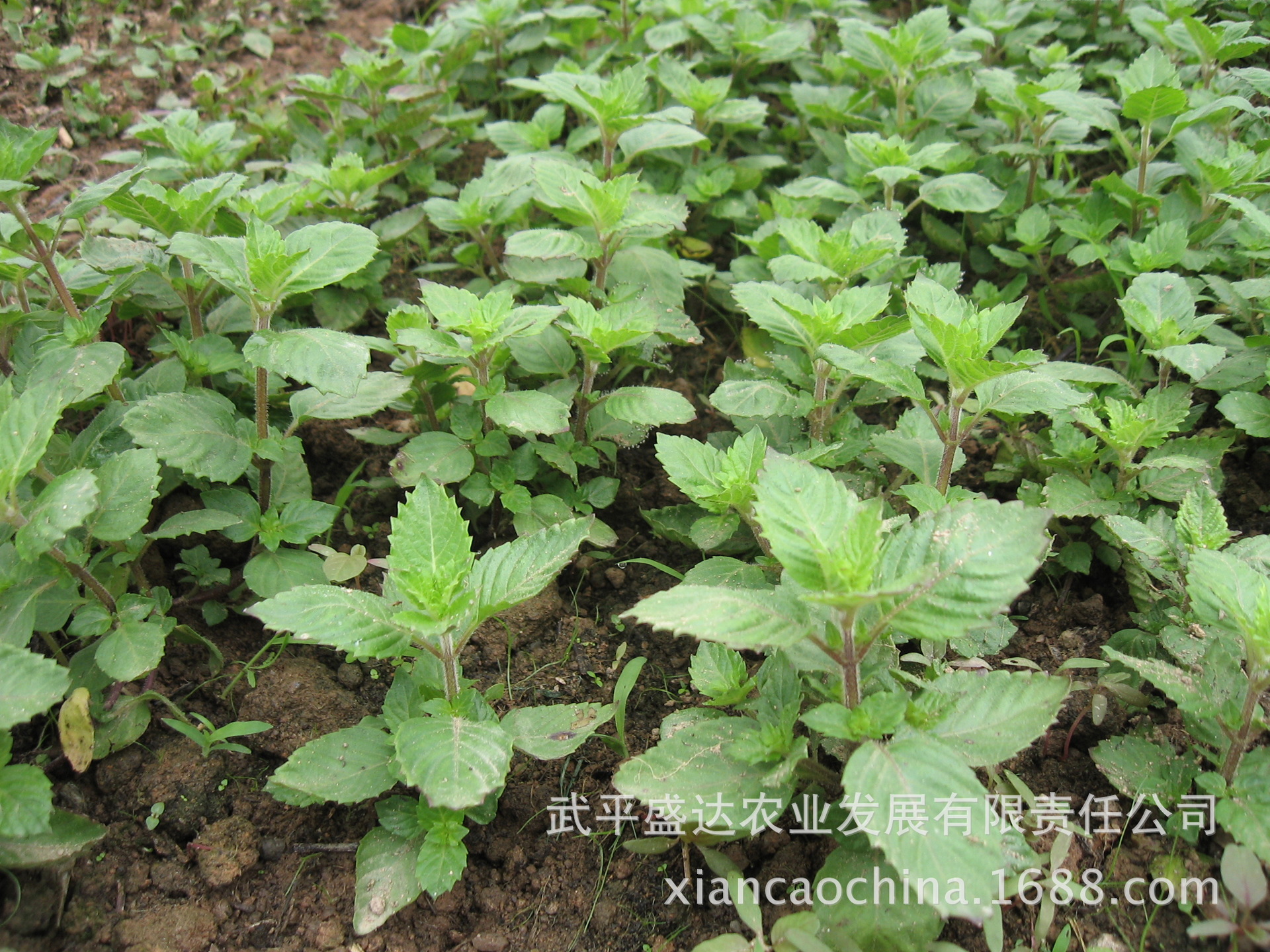 武平仙草苗 凉粉草苗 品种闽选仙草1号 脱毒 基地直供