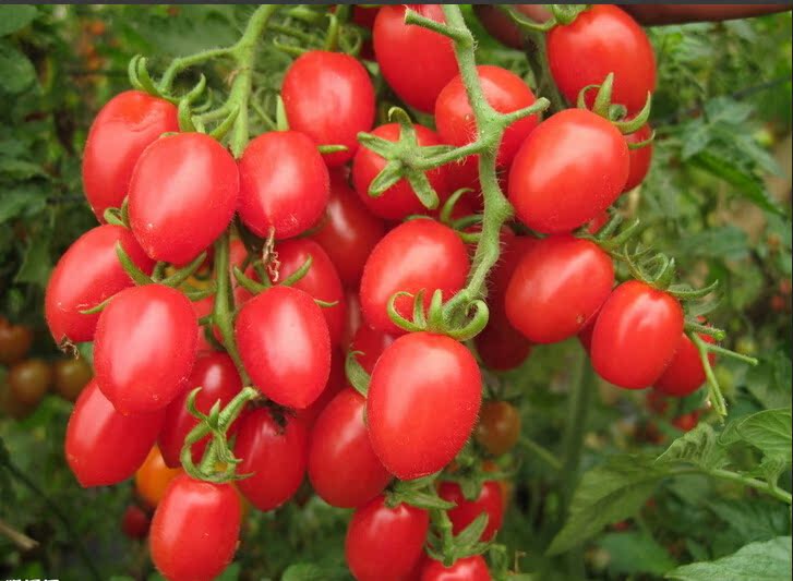 别 名: 葡萄番茄,小西红柿,圣女果,珍珠番茄   科 名:茄科(solanac