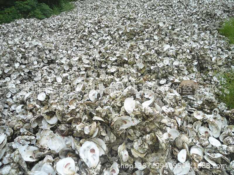 批发精选优质蚝壳 高效海水鱼池自然过滤材料 牡蛎壳/海螺贝壳