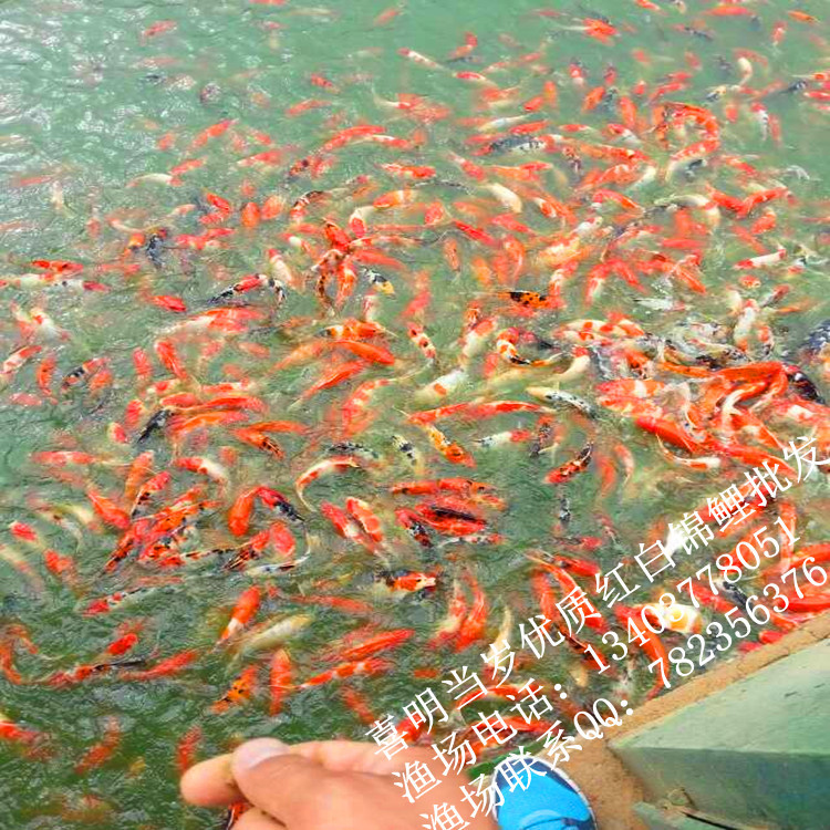 红白锦鲤3