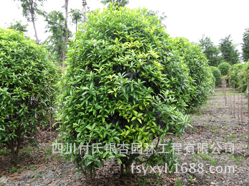 大量批发供应温江花木园林绿化苗木优质灌木球高度3米