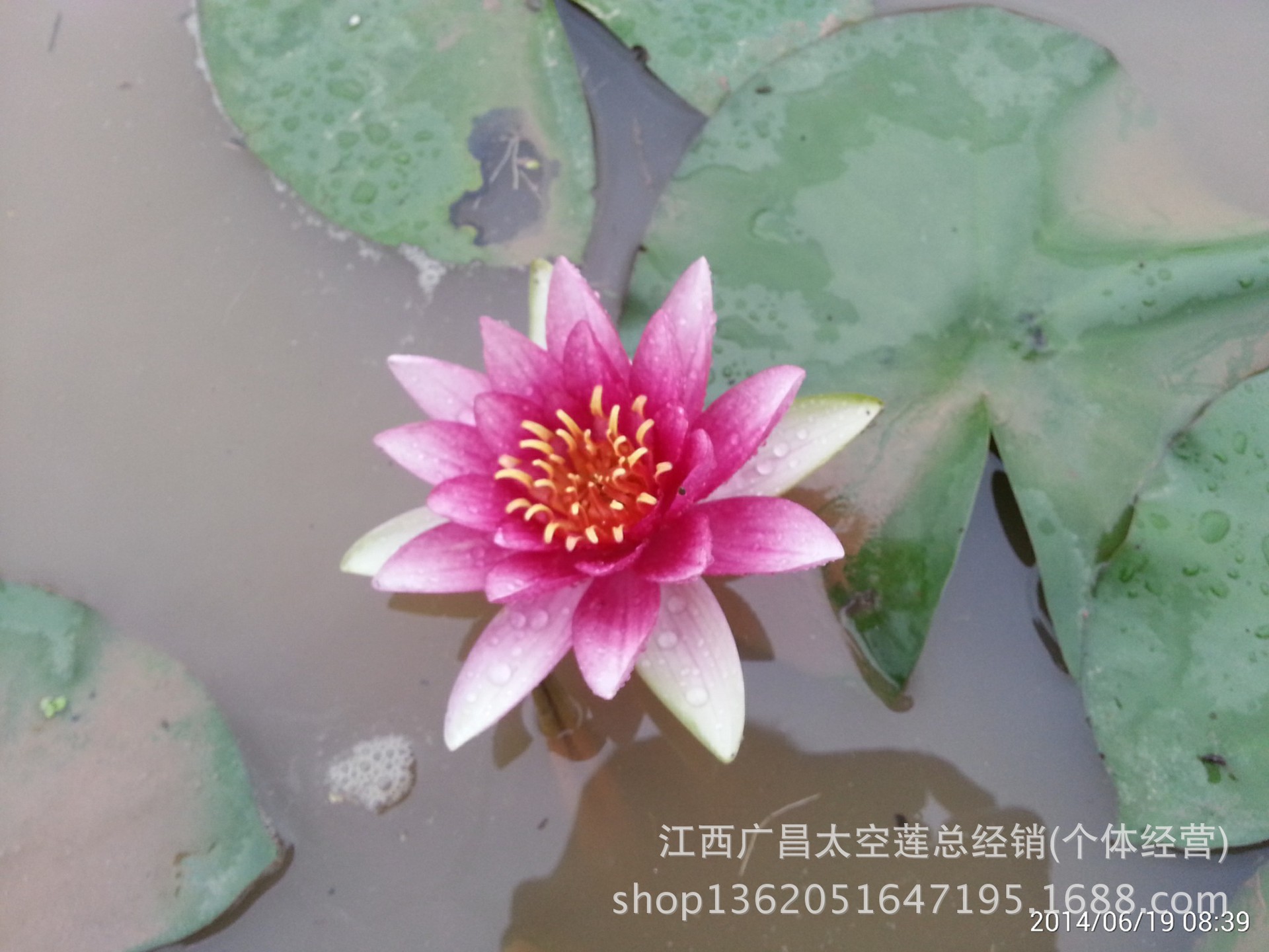 【自产自销】睡莲种苗 子午莲块茎湿地绿化净化水质红花,白花