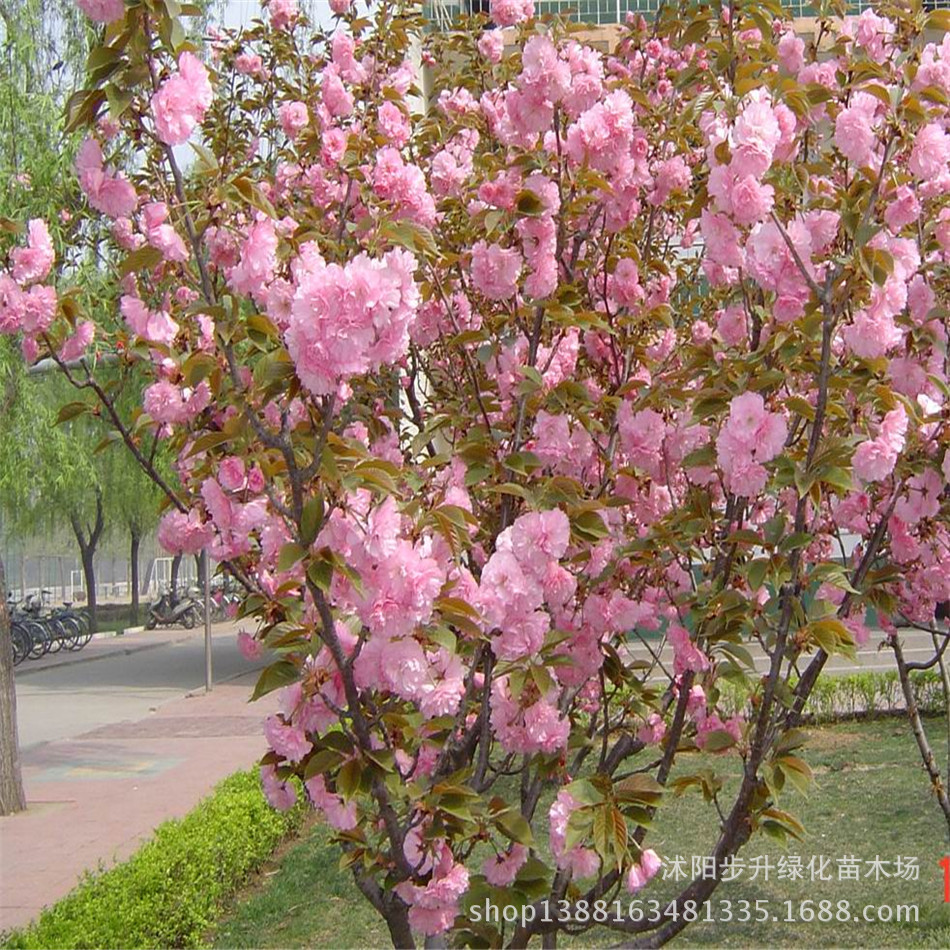 樱花4