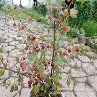 盆栽地栽果树苗 一品黑树莓苗 黑树莓红树莓当年结果 适合南北方