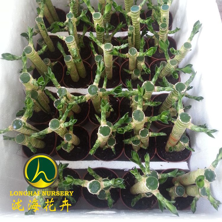 20130607_155915_副本_副本