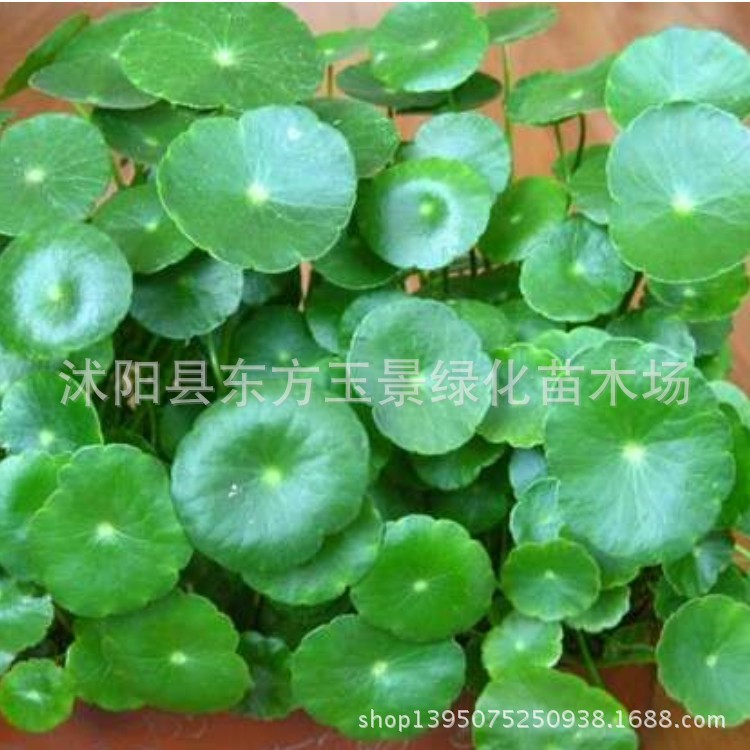 水生植物批发 铜钱草 金钱草 香菇草 水生花卉 水养植物