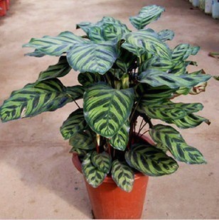 批发绿植盆栽 孔雀竹芋 办公室室内盆栽花卉 书房 客厅观叶植物图片
