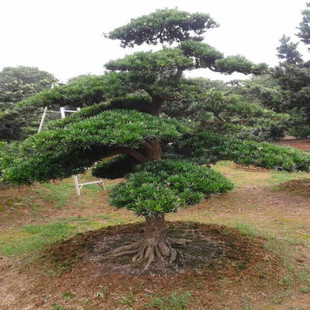 辰޺