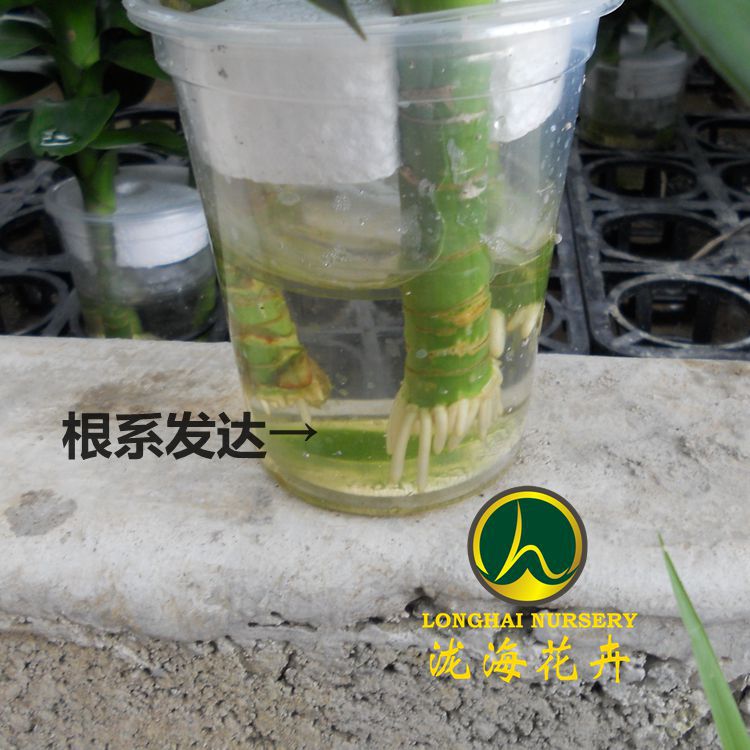 DSCN2677_副本_副本