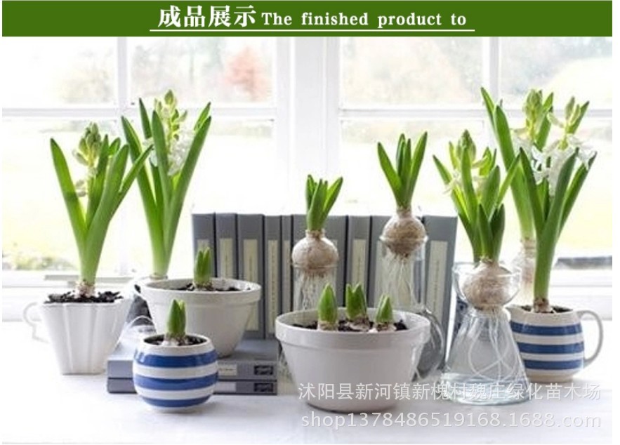 盆栽水培植物桌面水养水仙种球水仙球根漳州水仙普级大球水生花卉