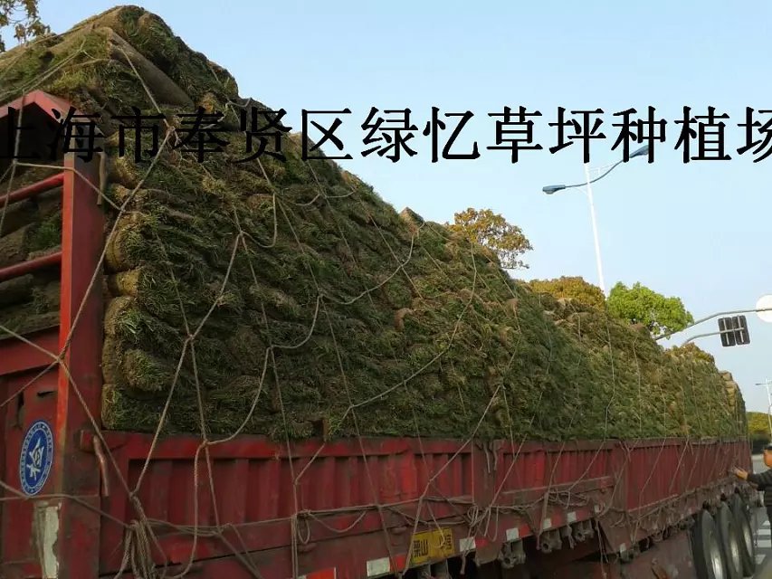 绿忆草坪种植场