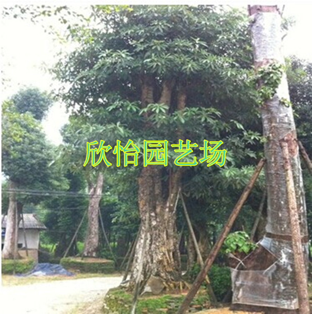 盆架子价格,福建盆架子价格,供应福建18—20公分盆架子