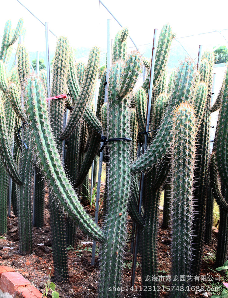 宠物及园艺 园林植物 仙人掌及多浆植物 > 景观布置苗木批发多肉植物