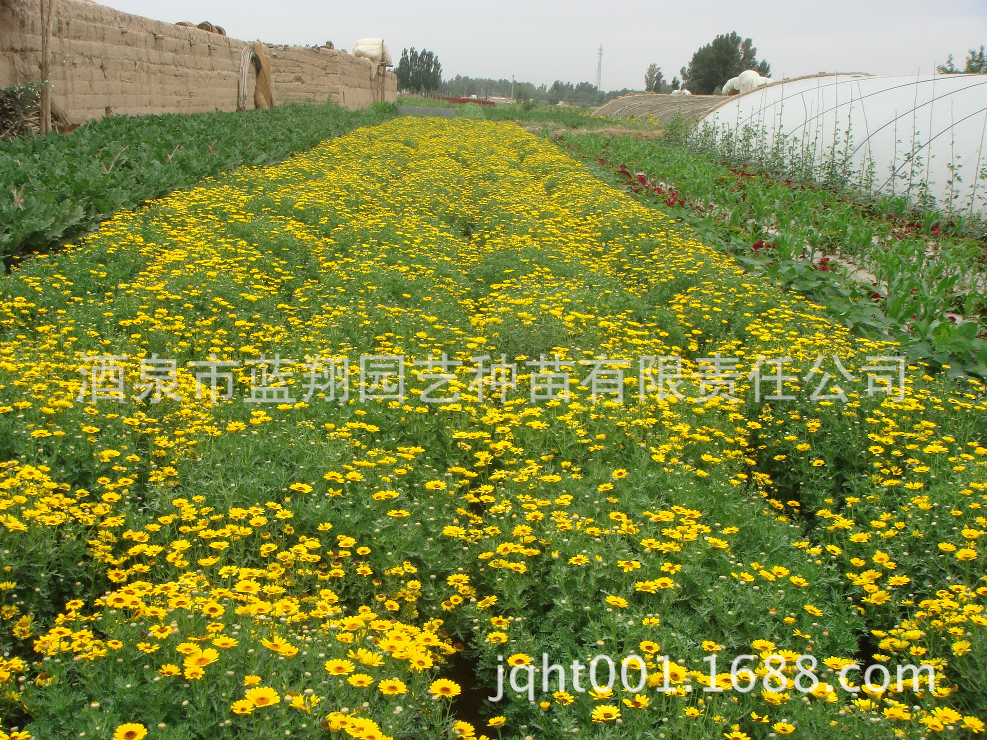 厂家直销花卉种子,景观绿化种子,盆栽花种子 茼蒿菊 种子批发