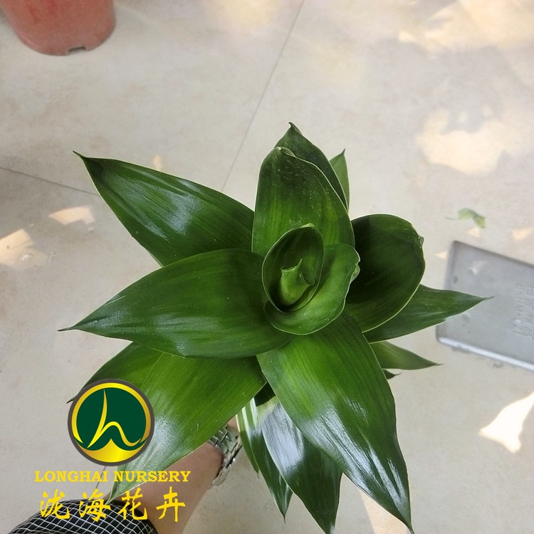 CIMG4052_副本_副本