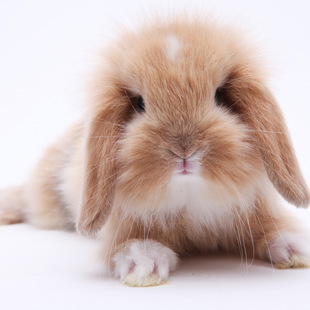 宠物兔 垂耳兔 欧洲纯种垂耳兔 纯种垂耳兔