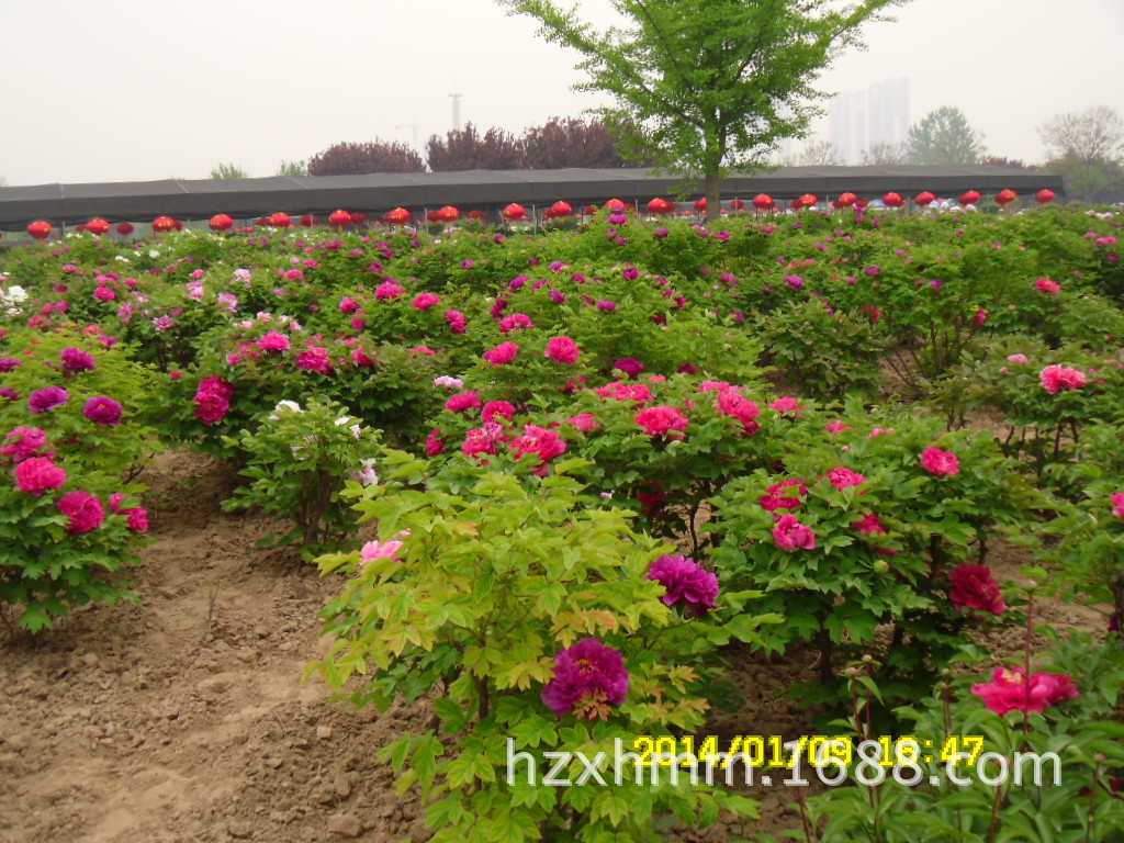 批发牡丹小苗 菏泽花城正宗精品牡丹花苗 菏泽牡丹基地直销3年生