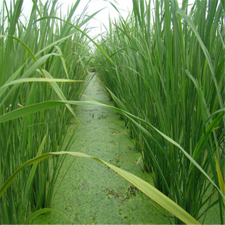 批发大量水生植物 茭白 别称 水笋 茭白笋 水体绿化水生蔬菜之一