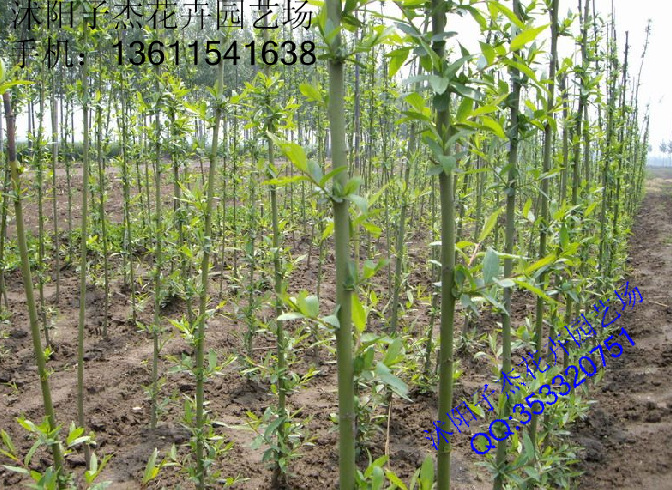 直销黄金柳,乔木,黄金柳绿化树苗,金丝垂柳苗,抗虫性高,现货