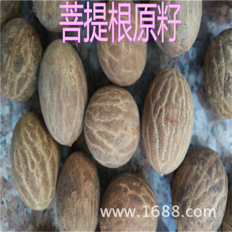 菩提根比较珍贵,它也有许多特点及功效.