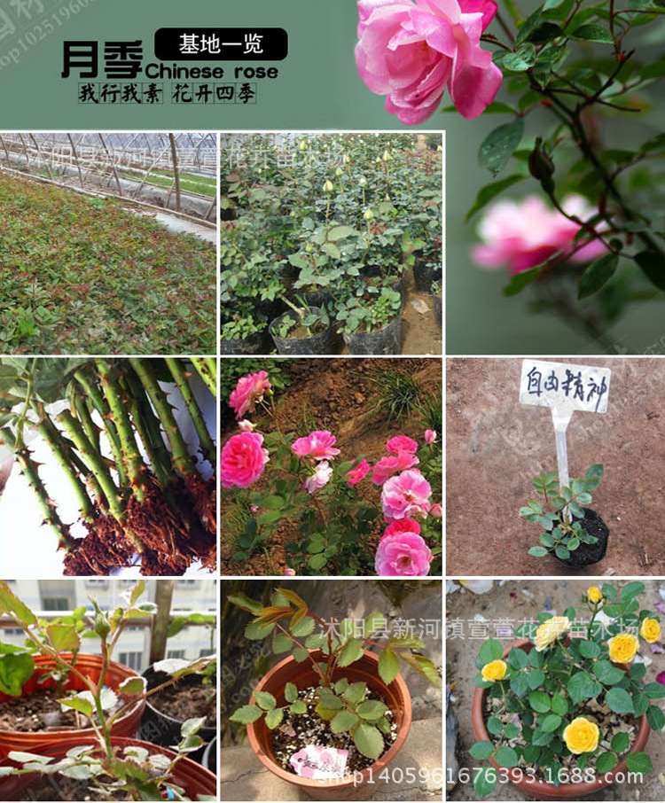 藤本月季花_藤本月季花