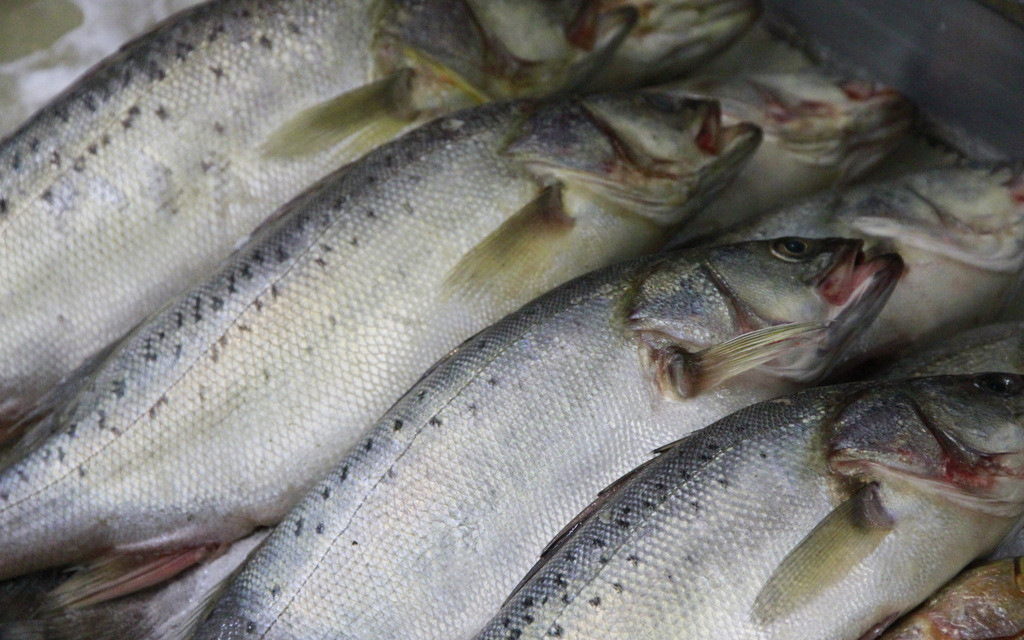 深圳供应鱼类海鲜 智利冰鲜三文鱼 三文鱼刺批发5-10kg