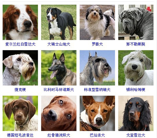 最齐全的大小狗狗品种带图片 狗的品种大全