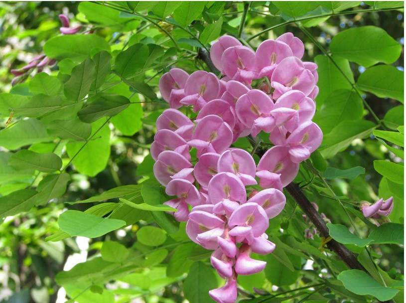 大量供应小树苗 香花槐 堇花槐 富贵树 园林种植 专业基地培植