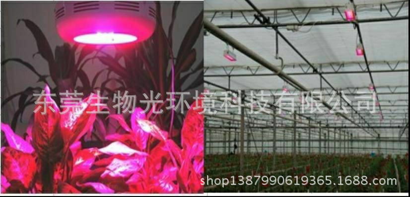 蔬菜育苗灯_看图王_看图王