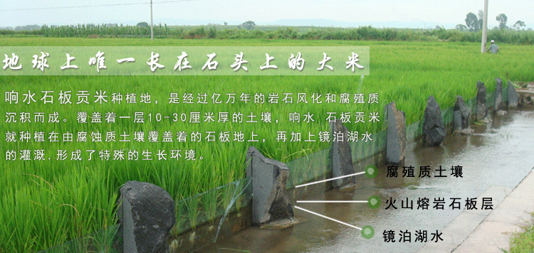 黑龙江火山岩 石板米 响水大米 东北贡米 长粒香 新大米5kg 包邮