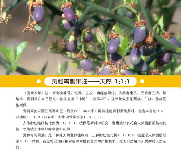 青刺果油麗江貢和供應(yīng)特級(jí)有機(jī)青刺果油 降三高食用油禮盒裝 批發(fā)