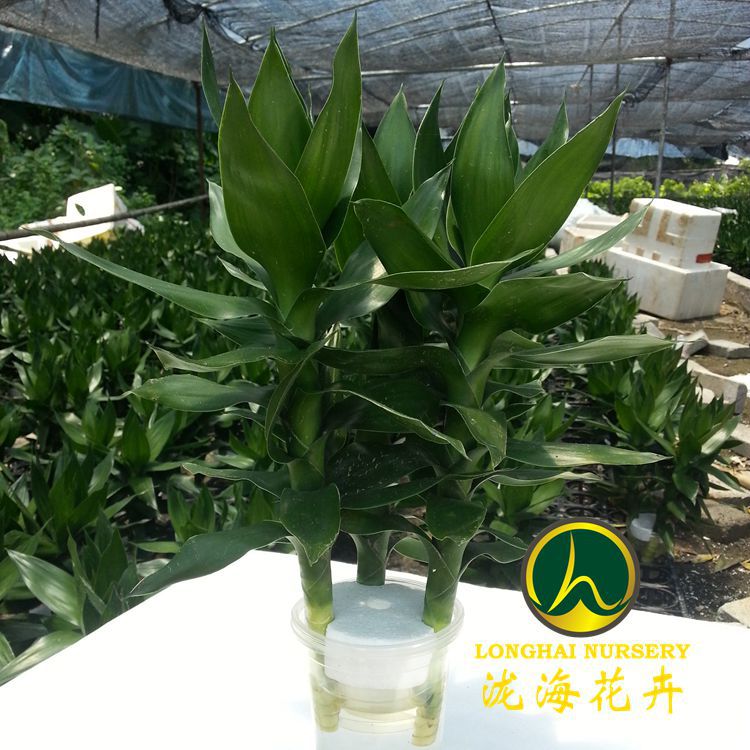 20130531_121213_副本_副本