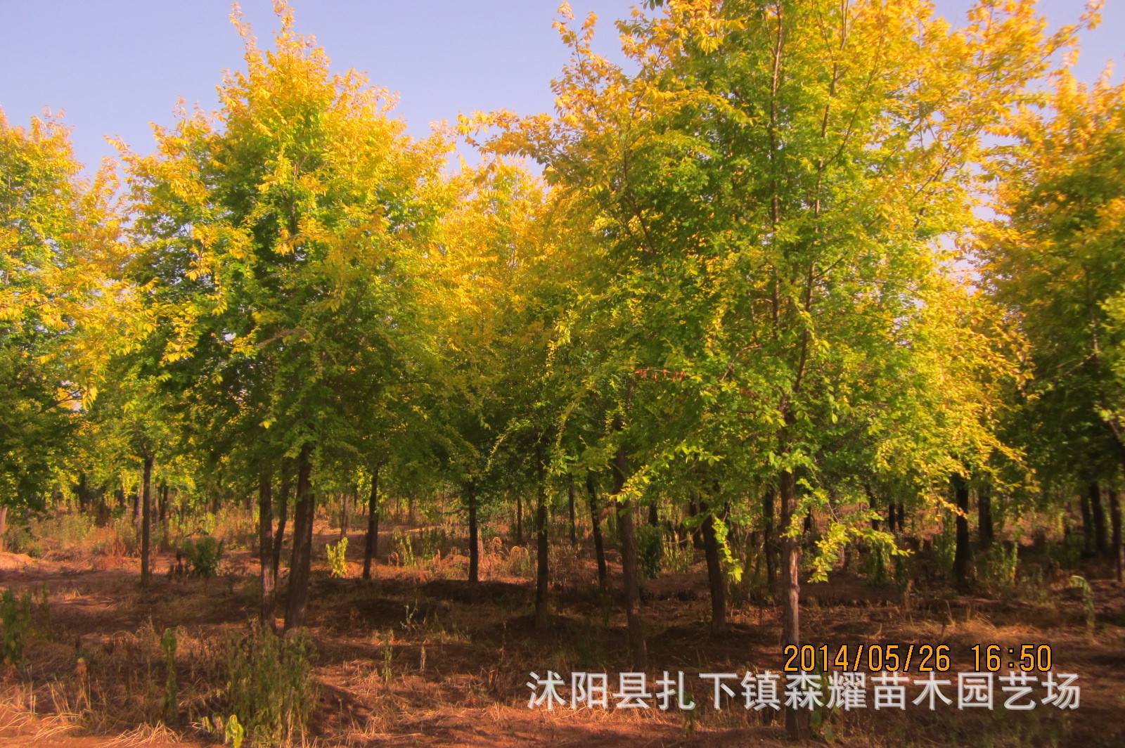 出售金叶榆 榆树苗 金叶复叶槭 量大从优