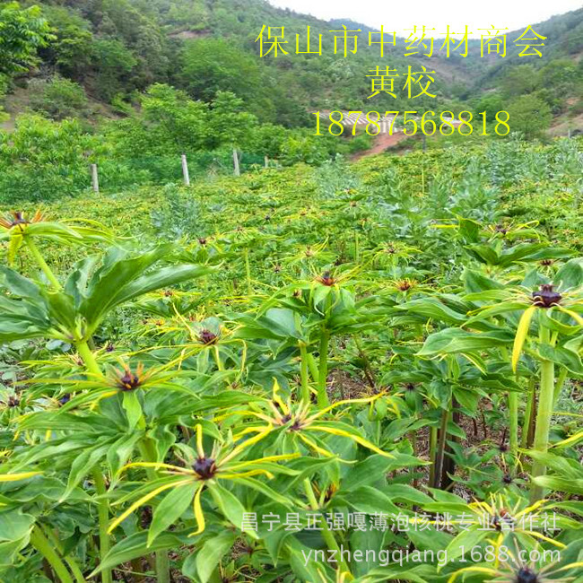 云南大三元中药材种植有限公司批发重楼种苗