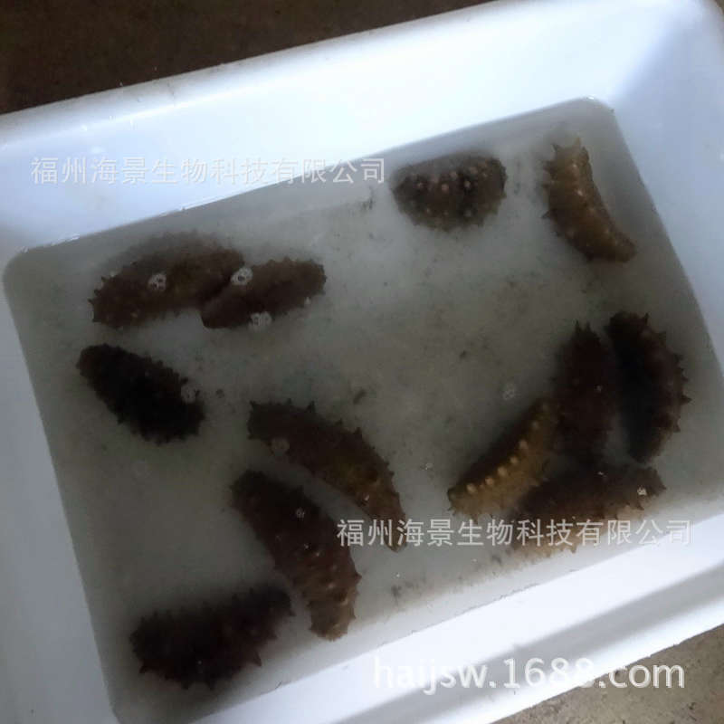 投喂海景海参饲料后的海参3