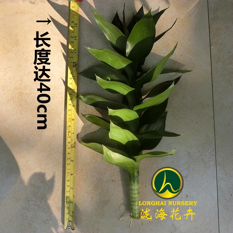 CIMG4046_副本_副本