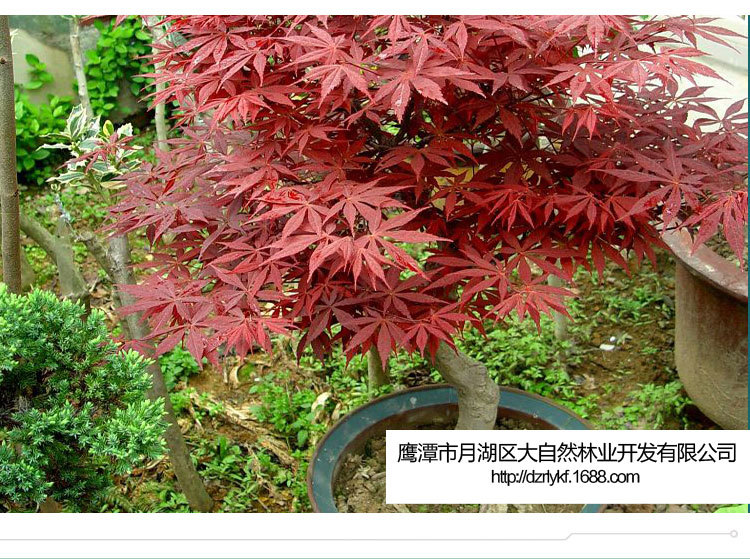 厂家批发美国红枫种子发芽率高正品包成活量价格合理优质红枫种子