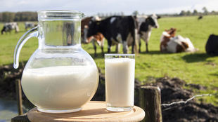 巴氏杀菌鲜奶 巴氏奶 冷藏牛奶 上海口岸专业代理进口乳制品
