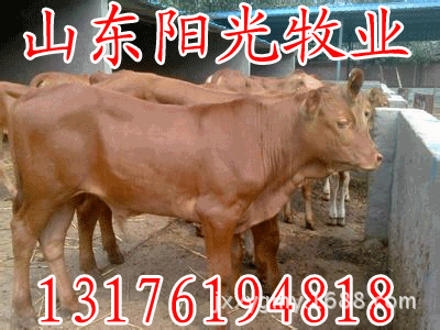 u=3155476475,4201336086&fm