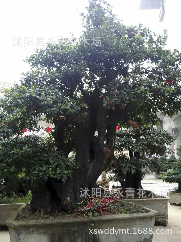 永青花木场常年出售精品金弹子盆景 金弹子树 金弹子古桩